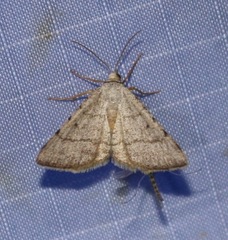 Taeniogramma tenebrosata