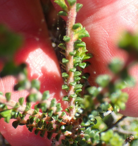 Image of Acmadenia heterophylla by (c) Nicola van Berkel, some rights reserved (CC BY-SA)