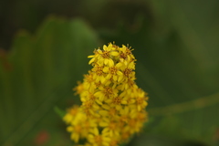 Solidago virgaurea