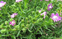 Delosperma multiflorum