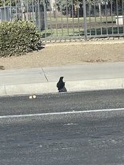 Corvus brachyrhynchos