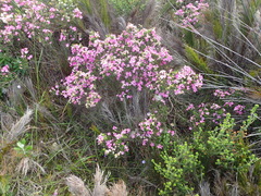 Acmadenia sheilae