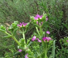 Delosperma multiflorum
