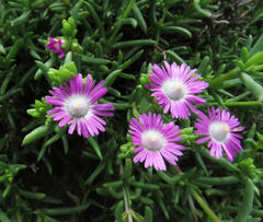 Delosperma multiflorum