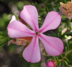 Acmadenia sheilae