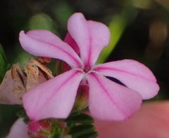 Acmadenia sheilae