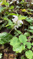 Lamium album