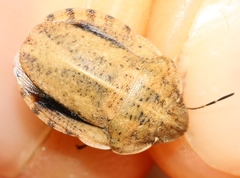 Eurygaster dilaticollis
