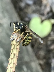 Dolichovespula alpicola
