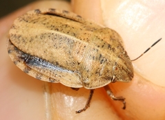 Eurygaster dilaticollis