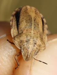 Eurygaster dilaticollis