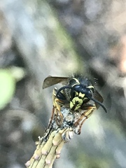 Dolichovespula alpicola