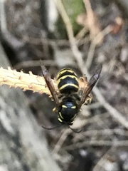 Dolichovespula alpicola