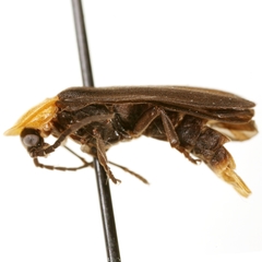 Ellychnia flavicollis