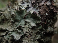 Parmotrema subtinctorium