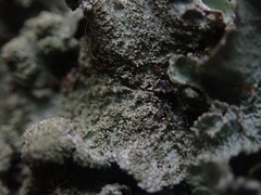 Parmotrema subtinctorium