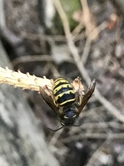Dolichovespula alpicola