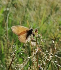 Coenonympha