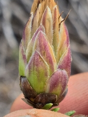 Pteronia staehelinoides