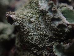 Parmotrema subtinctorium