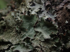 Parmotrema subtinctorium