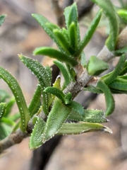 Pteronia staehelinoides