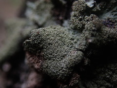 Parmotrema subtinctorium