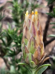 Pteronia staehelinoides