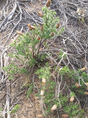 Pteronia staehelinoides