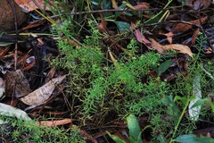 Platysace