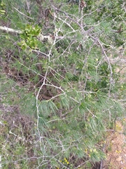 Asparagus retrofractus