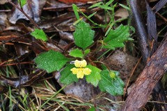 Goodenia rotundifolia