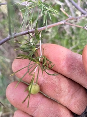Asparagus retrofractus