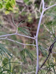 Asparagus retrofractus
