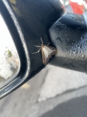 Cydalima perspectalis