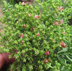 Delosperma multiflorum