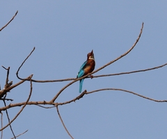 Halcyon smyrnensis