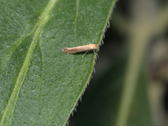 Phyllonorycter messaniella