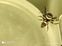 Hasarius adansoni