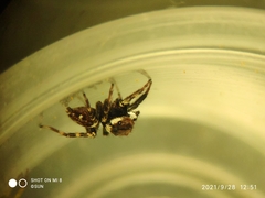 Hasarius adansoni