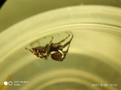 Hasarius adansoni