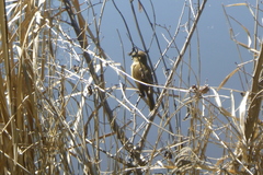 Acrocephalus australis