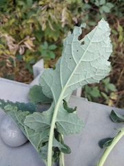 Brassica oleracea