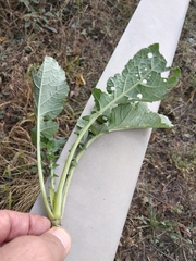 Brassica oleracea