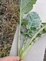Brassica oleracea