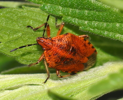 Agonoscelis venosa