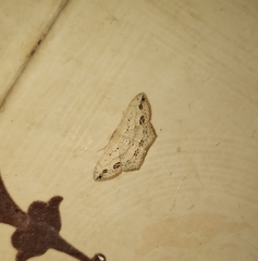 Scopula pulchellata agg