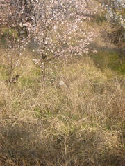Tyto alba delicatula