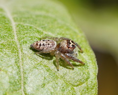 Black-Thighed Jumping Spider