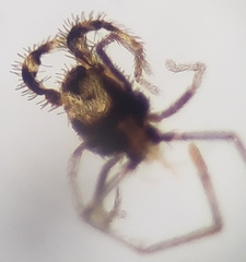 Erythraeoidea
